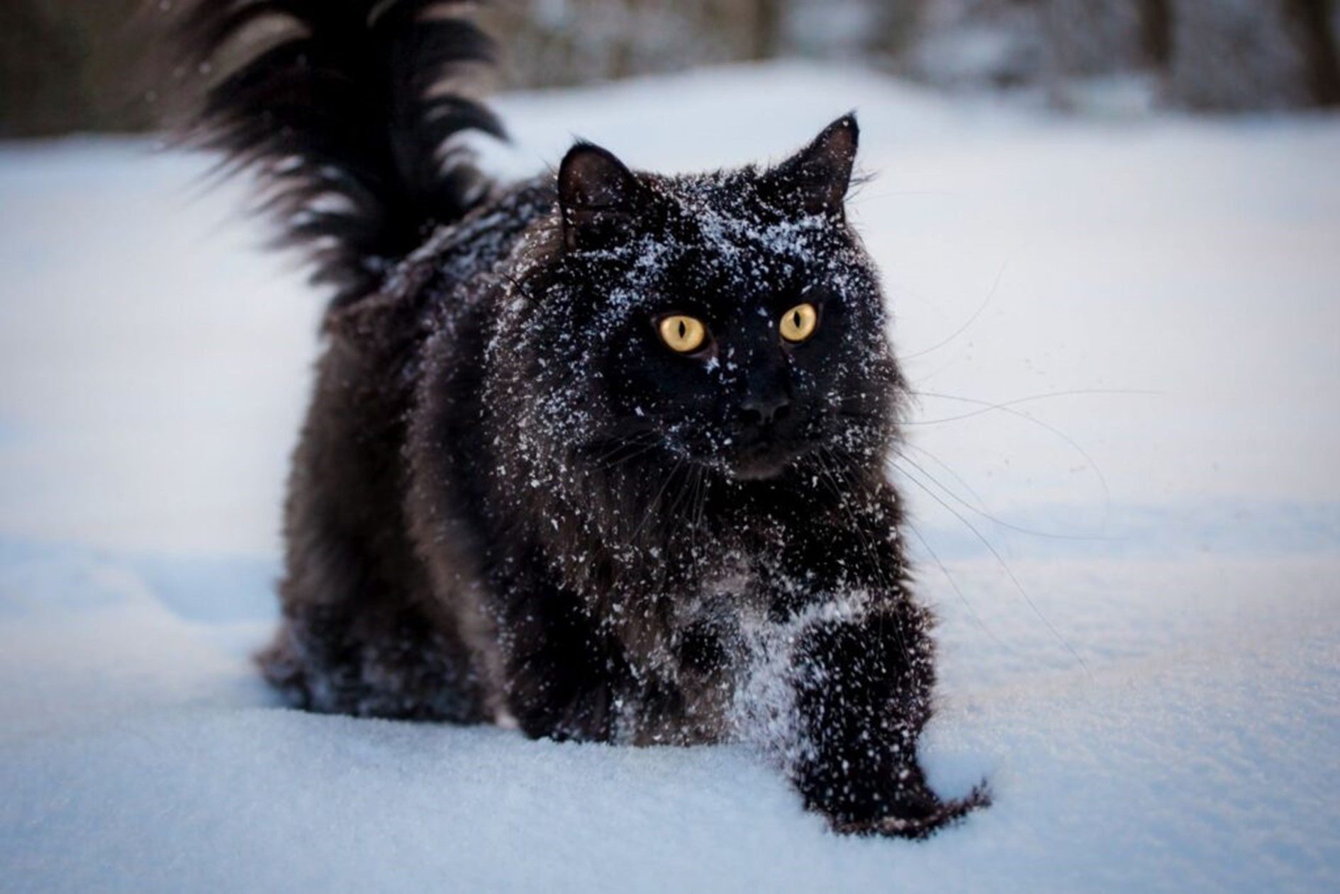 maine coon